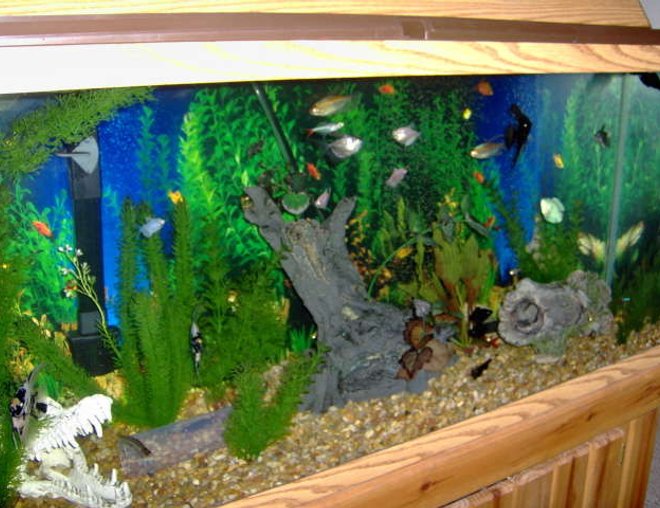 55 gallons freshwater fish tank (mostly fish and non-living decorations) - Community tank 55 gallons :)