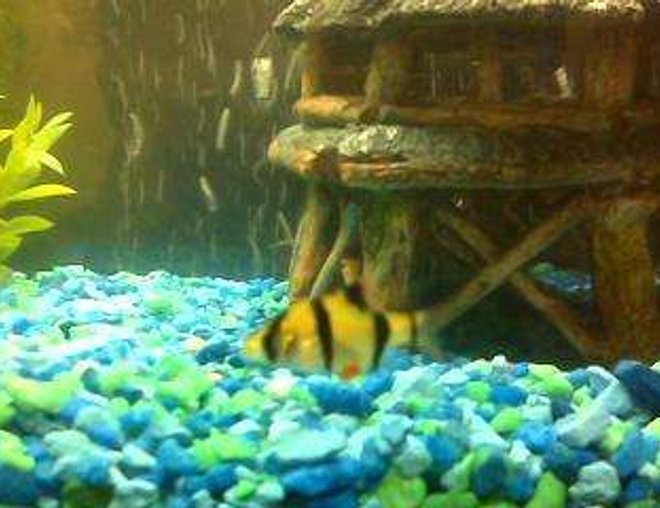20 gallons freshwater fish tank (mostly fish and non-living decorations) - A close up of one of the Barb's