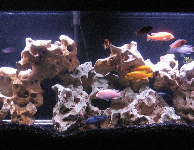 55 gallons freshwater fish tank (mostly fish and non-living decorations) - Our 55 Gallon Mixed Mbuna Tank
