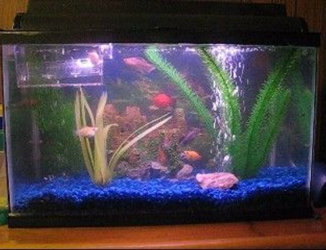 10 gallons freshwater fish tank (mostly fish and non-living decorations) - One of my tanks