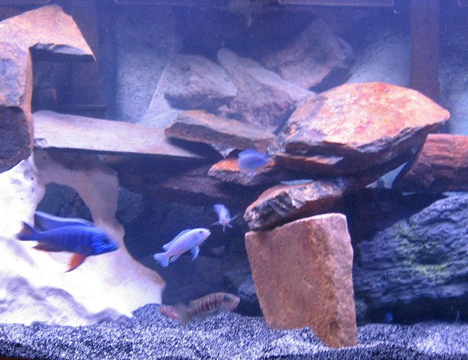 46 gallons freshwater fish tank (mostly fish and non-living decorations) - mixed african 46 gallon bowfront