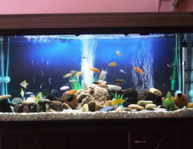 60 gallons freshwater fish tank (mostly fish and non-living decorations) - my coloured cichlids