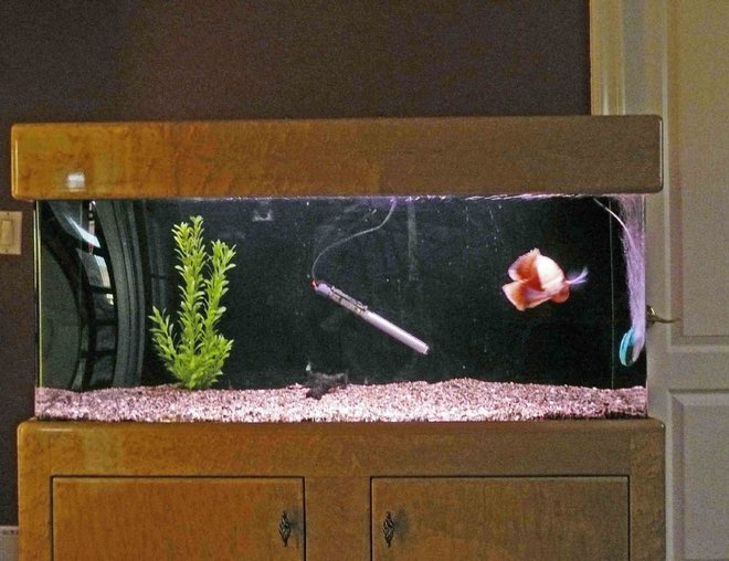 55 gallons freshwater fish tank (mostly fish and non-living decorations) - 48"L x 20"H x 14"W 55 gallons
1 albino tiger oscar