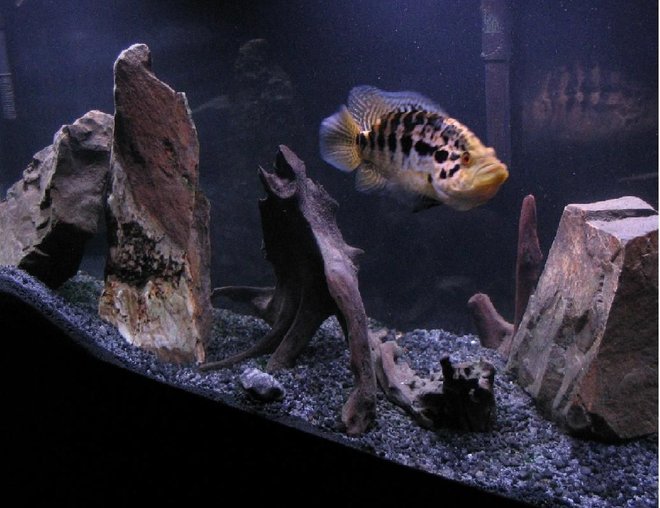 55 gallons freshwater fish tank (mostly fish and non-living decorations) - This is my 55