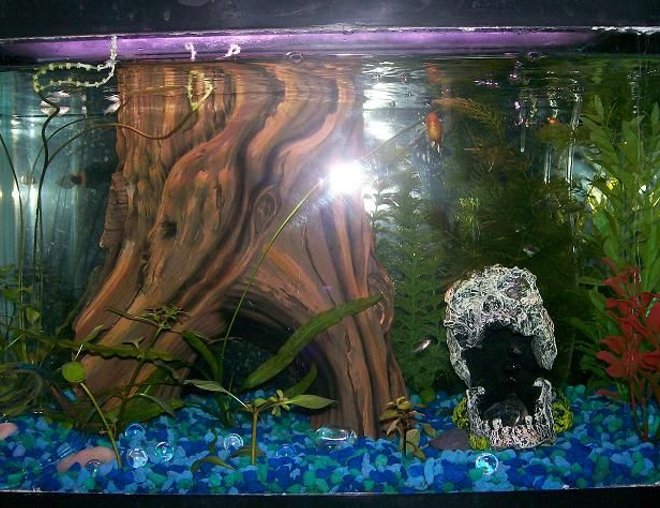 20 gallons freshwater fish tank (mostly fish and non-living decorations) - Two Platies
5 Ghost Shrimp
2 Apo something bulbs
1 HornWort
Log in back is a filter
SOme babie mollies and platies