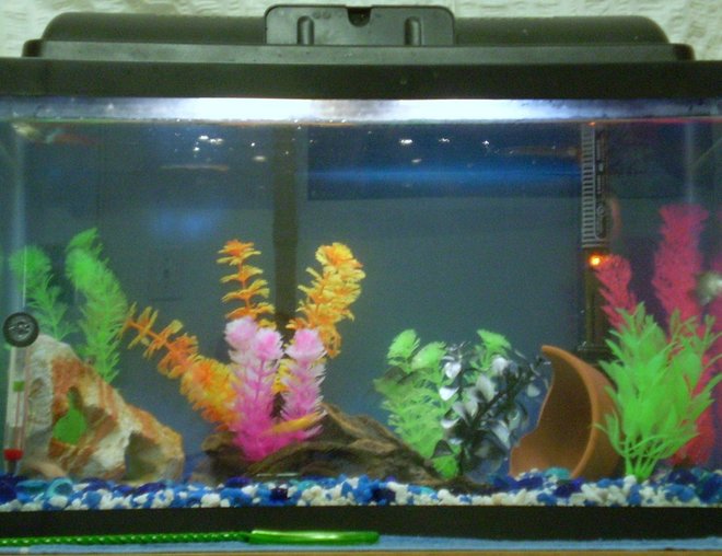 10 gallons freshwater fish tank (mostly fish and non-living decorations) - My recently updated 10 gallon fish tank..