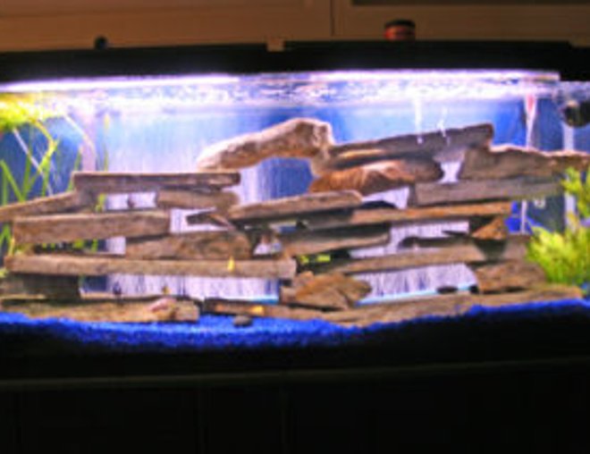 55 gallons freshwater fish tank (mostly fish and non-living decorations) - 55 Gallon Cichlid Tank