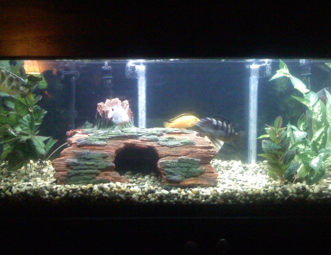 60 gallons freshwater fish tank (mostly fish and non-living decorations) - a 60 gallon tank that contains 10 total fish, 3 south american and 6 african cichlids and one placostamous, two filters used a canister and undergravel filter