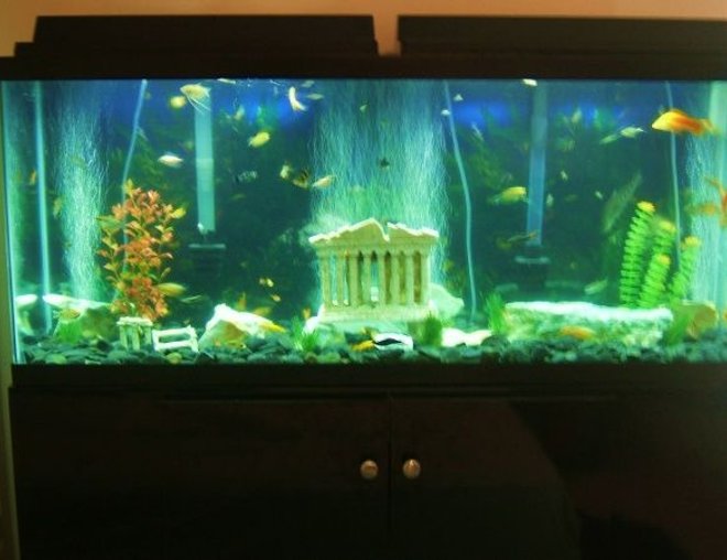 55 gallons freshwater fish tank (mostly fish and non-living decorations) - 55 gallons, tropical fish, ancient ruins 3 piece kit, fake plants, and rocks (sorry for the bad pic. quality)