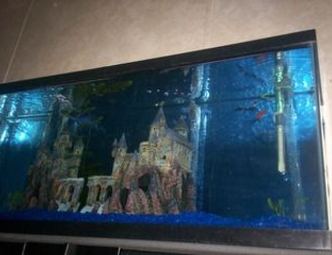 55 gallons freshwater fish tank (mostly fish and non-living decorations) - Here's a bad pic of my 55 gallon with my "Hogwarts Castle".