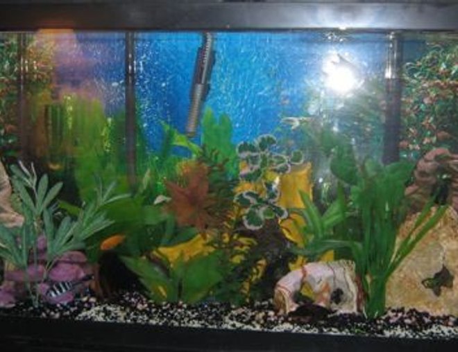 55 gallons freshwater fish tank (mostly fish and non-living decorations) - 55 gal
