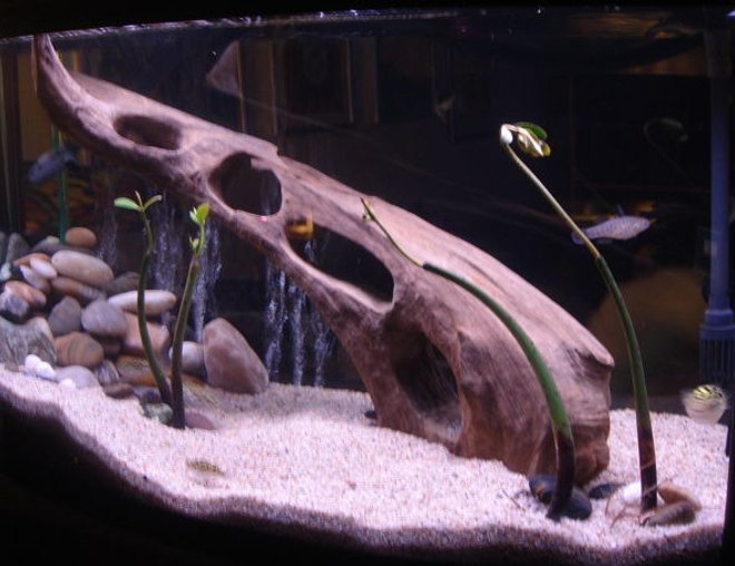 55 gallons freshwater fish tank (mostly fish and non-living decorations) - 50G. Knight Goby, Puffers, Bumble Bee Gobys, 
Dragon Goby, mangrove plants.