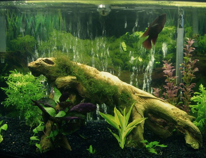 60 gallons freshwater fish tank (mostly fish and non-living decorations) - See profile for description!