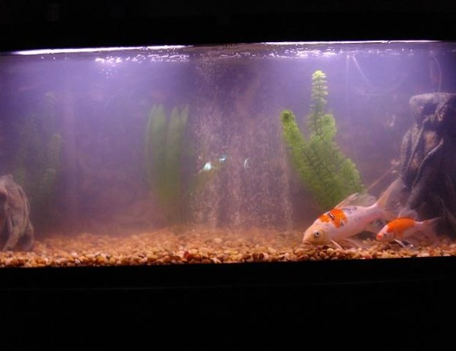 55 gallons freshwater fish tank (mostly fish and non-living decorations) - TaNk UnDeR cOnStRuCtIoN!!! I think i need a canister filter the only filter is a hang on whisper.  A canister would clean it up a little bit leave a comment