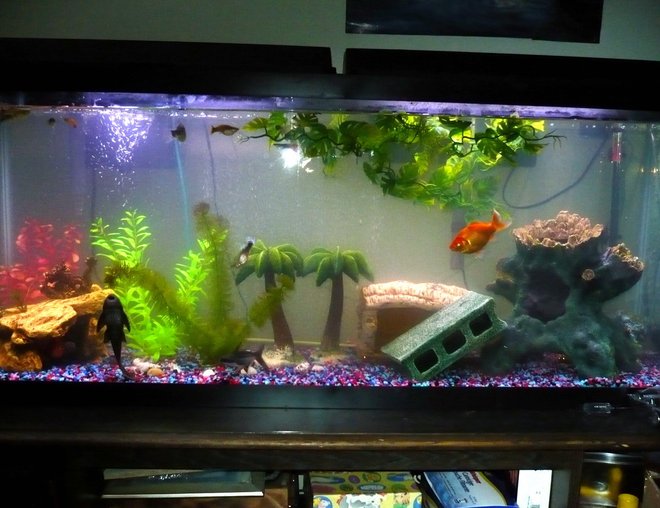 55 gallons freshwater fish tank (mostly fish and non-living decorations) - 55gal community tank.