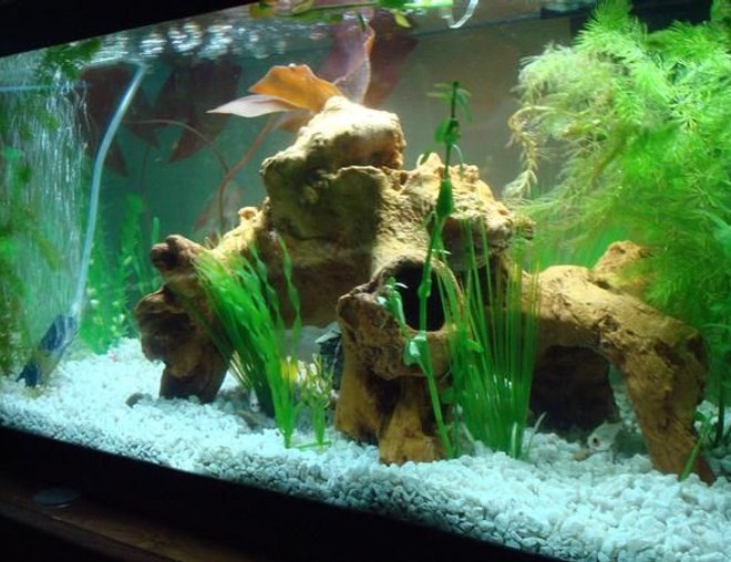 55 gallons freshwater fish tank (mostly fish and non-living decorations) - my 20 gallon