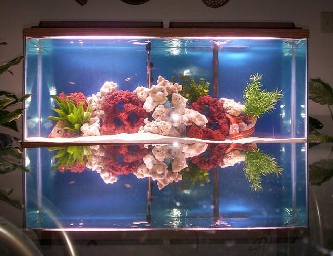 55 gallons freshwater fish tank (mostly fish and non-living decorations) - 55G freshwater