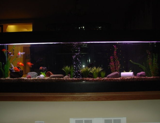 150 gallons freshwater fish tank (mostly fish and non-living decorations) - 150 gallon tank with goldfish