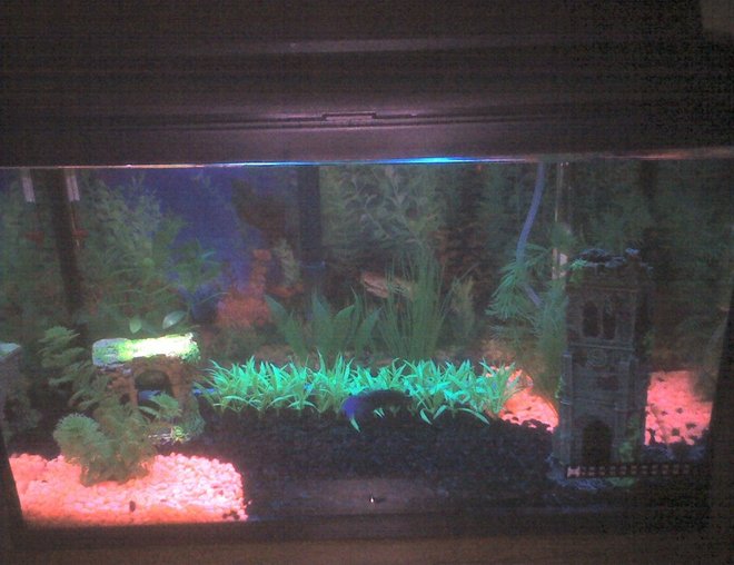 10 gallons freshwater fish tank (mostly fish and non-living decorations) - My first attempt at my 10 Gal