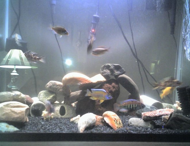 60 gallons freshwater fish tank (mostly fish and non-living decorations) - my tank