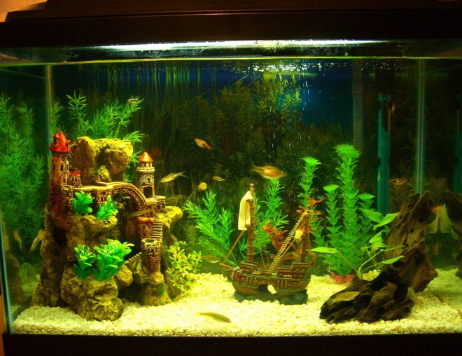 20 gallons freshwater fish tank (mostly fish and non-living decorations) - New tank