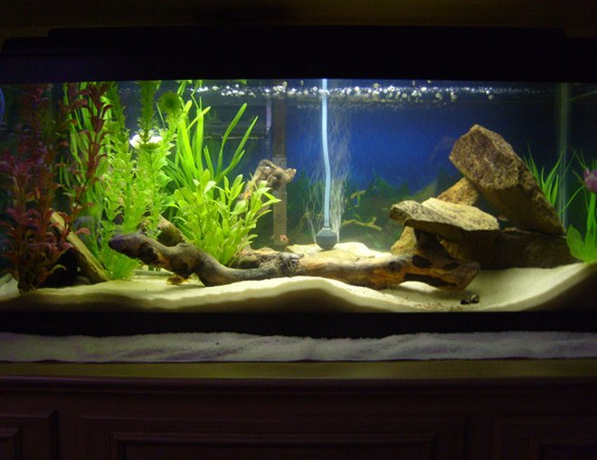 freshwater fish tank (mostly fish and non-living decorations) - 20g long Tropical Tank
-30lbs Play-Sand
-Whisper Power Filter 30
-Bogwood driftwood
-Numerous shale rocks
-Black PVC pipe
-Several fake plants
-Marineland Visi-Therm Stealth Submersible Heater
-Perfect-a-Light 20 Watt Fluorescent 

Occupants
-2 German Blue Rams
-2 Khuli Loaches
-Clown Pleco
-6 Harlequin Rasbora
-2 Oto Cats