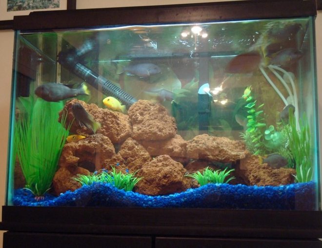 20 gallons freshwater fish tank (mostly fish and non-living decorations) - My 20 Gallon Freshwater Chiclid Tank