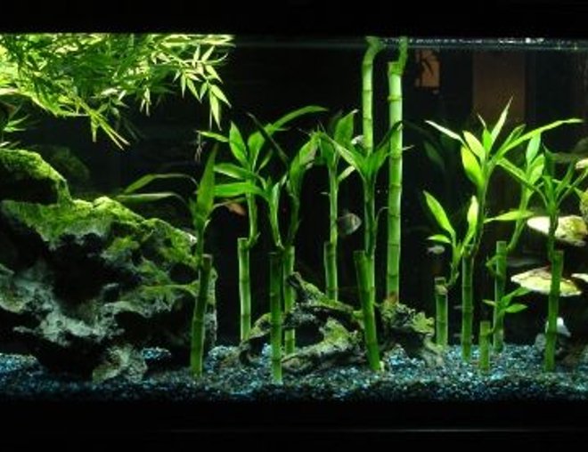 55 gallons freshwater fish tank (mostly fish and non-living decorations) - My 55-gallon that serves as a room-divider (thus why random lights and things are visible behind it), containing angelfish (Pterophyllum scalare), pristella tetras (Pristella maxillaris), and serpae tetras (Hyphessobrycon eques).