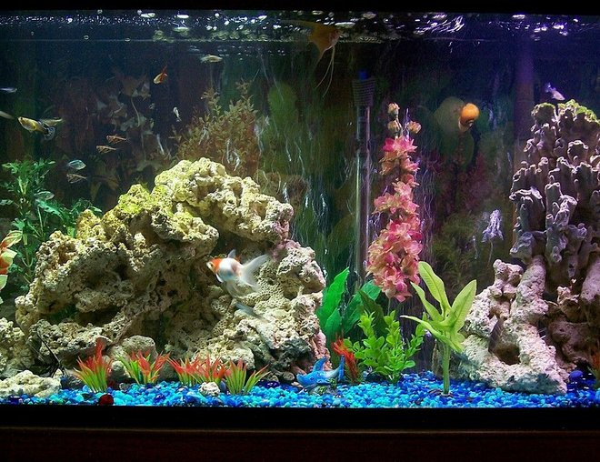 55 gallons freshwater fish tank (mostly fish and non-living decorations) - 55 gal freshwater community