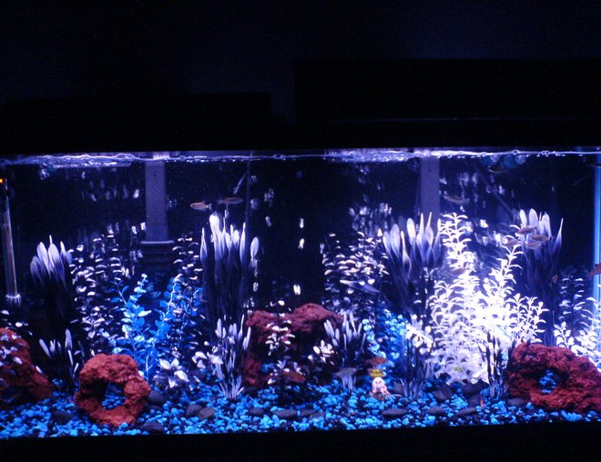 55 gallons freshwater fish tank (mostly fish and non-living decorations) - 55 Gallon Fish Tank/
Black Background/
Small Black and Blue Rocks /
Large Black Rocks/
4 Lava Rocks/ 
Plastic Plants - White, Blue, Black/
1 Snail Decoration (NO FISHING)/
60 Gallon Air Pump/
Black Air Hoses/
3 Large Bubble Bars (back of tank)/
90 Gallon Water Heater (left corner)/
2 Digital Temp. Gages (left & right of tank)/
2 Bio-Wheel Emperor 280 Filters/
(1 Bio-Wheel, filters 50 gallons of water)/
2 Active Carbon Attachments/