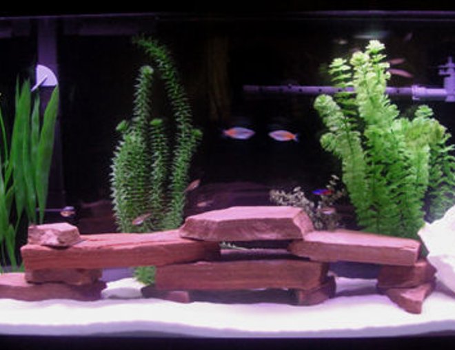 55 gallons freshwater fish tank (mostly fish and non-living decorations) - Top Fin 55 Gallon  with Rena XP3 and Penguin Power Filter 350B. Aqua-Glow 18,000K lights.