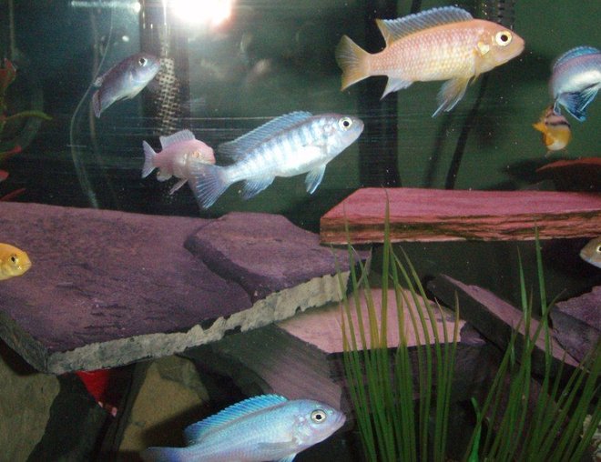 20 gallons freshwater fish tank (mostly fish and non-living decorations) - My 20 gal baby cichlid tank.