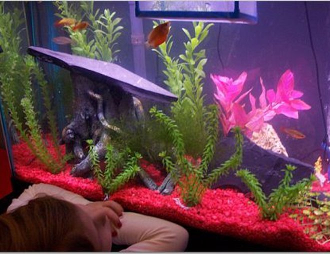 55 gallons freshwater fish tank (mostly fish and non-living decorations) - Eleanor looking at her fish