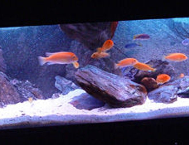 freshwater fish tank (mostly fish and non-living decorations) - My Mbuna tank