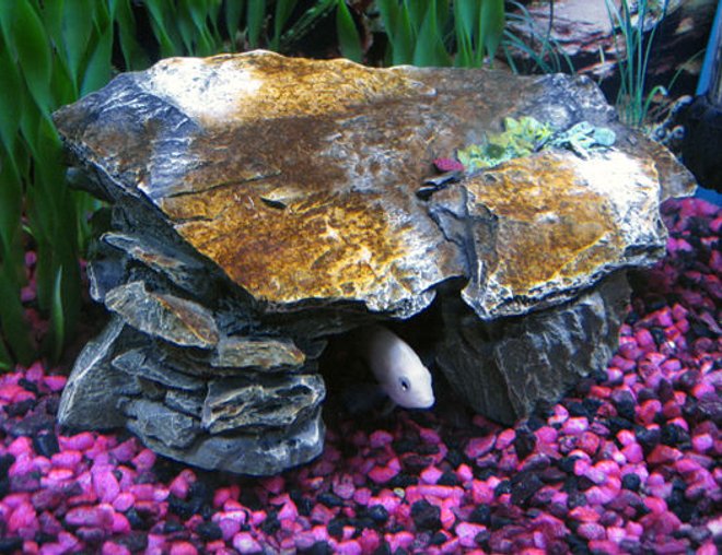 10 gallons freshwater fish tank (mostly fish and non-living decorations) - Cichlid in his cave
