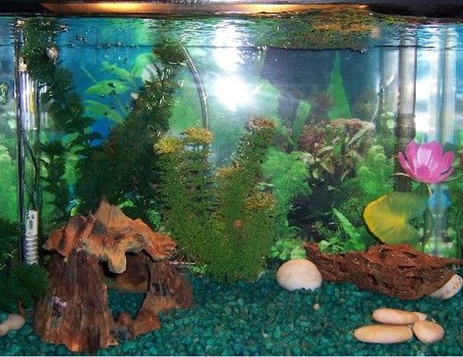 10 gallons freshwater fish tank (mostly fish and non-living decorations) - simple free tank decorated with random aquarium pieces i had laying around houses a guppy trio and five dwarf corys will upload more aquariums when camera starts working again