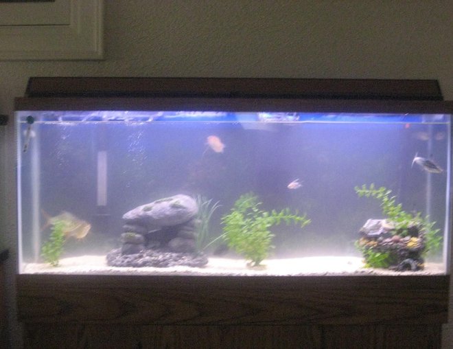 55 gallons freshwater fish tank (mostly fish and non-living decorations) - not where i wanna be yet but a work in progress