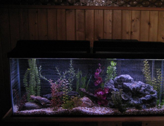 55 gallons freshwater fish tank (mostly fish and non-living decorations) - 55 gal