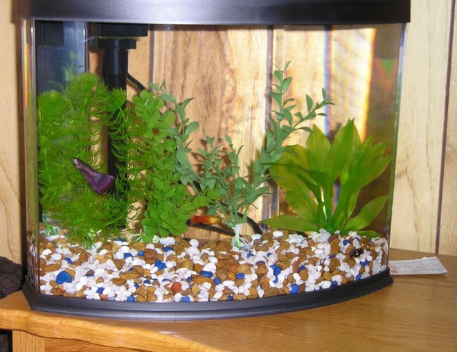 freshwater fish tank (mostly fish and non-living decorations) - This is my 5 gallon Eclipse corner aquarium. This tank is currently under renovation. I'm making it a planted tank.