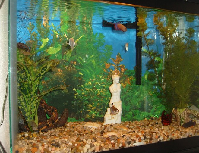 10 gallons freshwater fish tank (mostly fish and non-living decorations) - My Tank