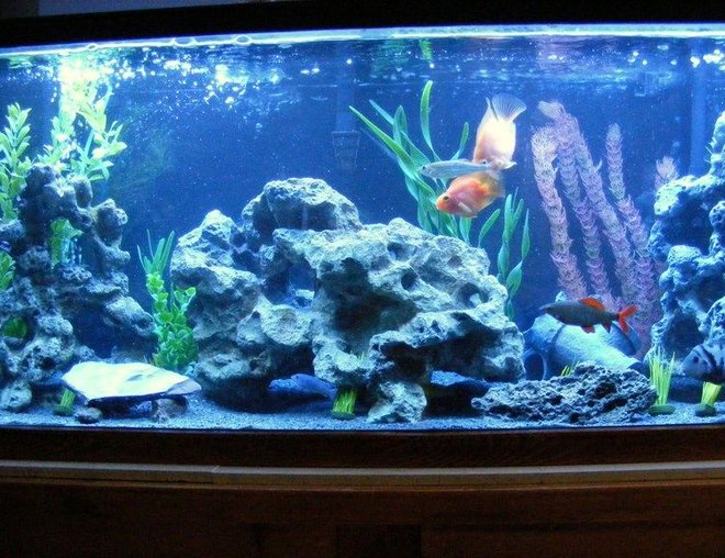 55 gallons freshwater fish tank (mostly fish and non-living decorations) - Happy Cichlid Community :P