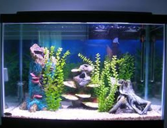 55 gallons freshwater fish tank (mostly fish and non-living decorations) - 55 Gallon aquarium with all fake decorations and rock gravel.
Please tell me if this is good decor or should I get driftwood?