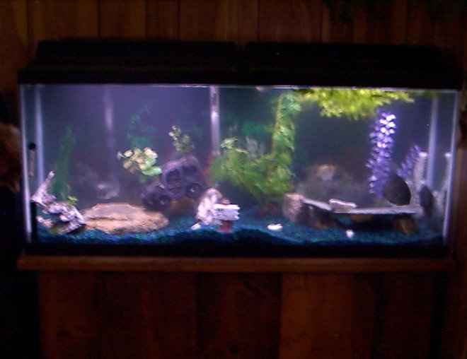 55 gallons freshwater fish tank (mostly fish and non-living decorations) - This is My 55 Gallon "Long" Aquarium with a 60 Wisper Pump/Filter. Two Fluorescent All Glass Pre-Heated lights 15 W. Each. Heater, Bulbe stone..Ect. Not really sure what I am suppose to put here. This is a used Tank I just got & Still learning about all of this stuff so Please Bare With Me! Thank-You!