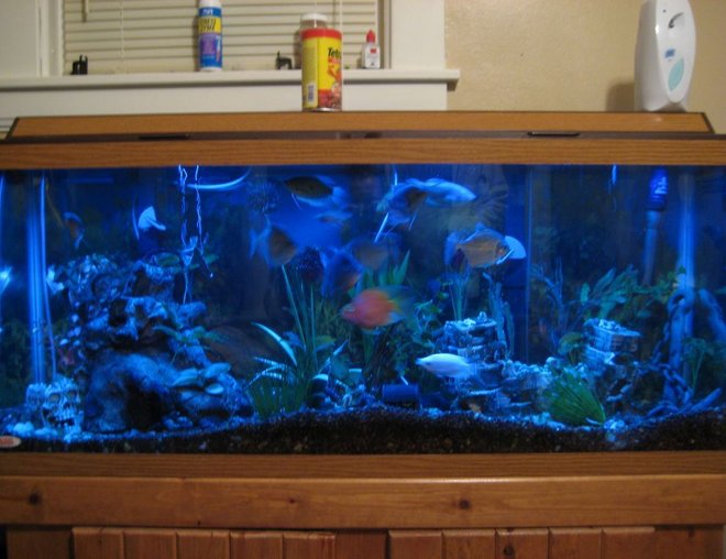 55 gallons freshwater fish tank (mostly fish and non-living decorations) - 55 gallon tank, soon to be 125 gallon
