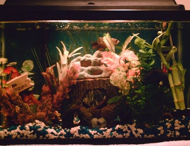 10 gallons freshwater fish tank (mostly fish and non-living decorations) - MY TANK
