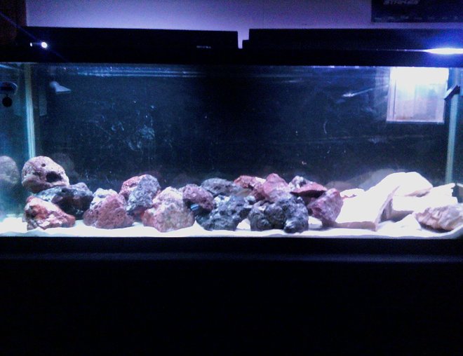 55 gallons freshwater fish tank (mostly fish and non-living decorations) - 55 gallon african cichlid tank