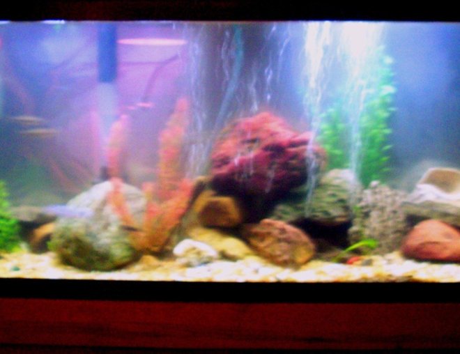 55 gallons freshwater fish tank (mostly fish and non-living decorations) - crappy camera