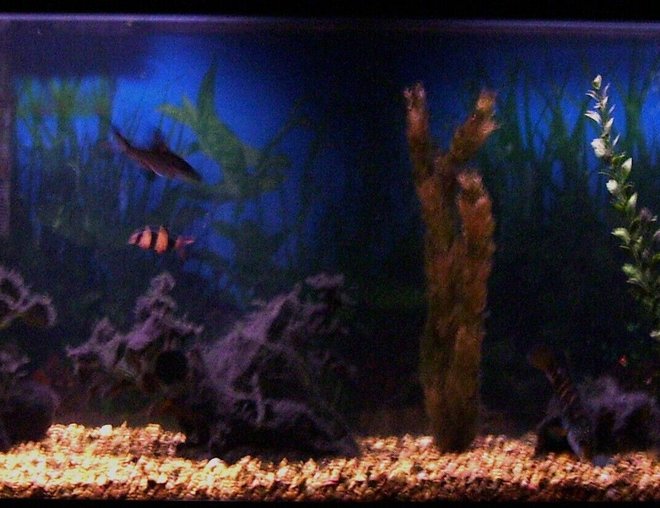 55 gallons freshwater fish tank (mostly fish and non-living decorations) - WOW! It is kinda hard to get a photo of my tank that will do it justice! I am sure many of you had the same problem?
