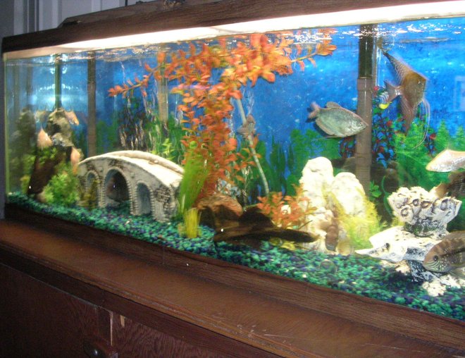 55 gallons freshwater fish tank (mostly fish and non-living decorations) - 55 gallon