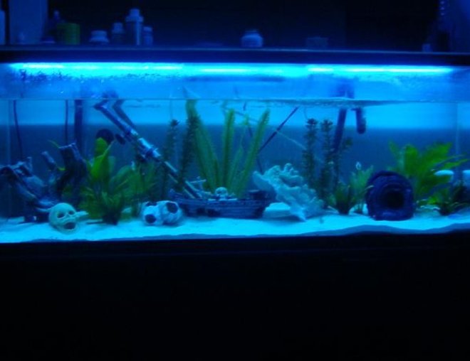 60 gallons freshwater fish tank (mostly fish and non-living decorations) - My Cichlid Wonderland